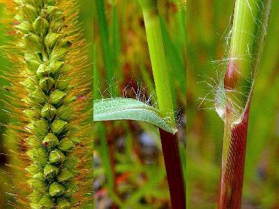 Setaria pumila Manual of the Alien Plants of Belgium